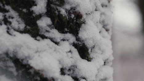 Nahaufnahme-Eines-Baumstamms-Mit-Schnee-Darauf-Und-Fallendem-Schnee