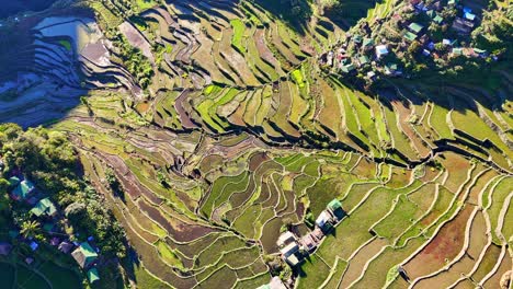 Imágenes-De-Arriba-Hacia-Abajo-De-Drones-De-Las-Famosas-Terrazas-De-Arroz-Verde-Batad-En-El-Norte-De-Filipinas-Durante-El-Amanecer