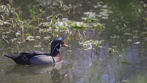 Male-wood-duck-swimming-amongst-vegetation-in-wetland-marsh-during-spring-time-in-Florida