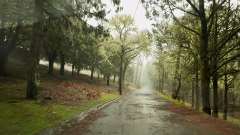 Driving-Point-of-view-along-Laurel-forest-on-rainy-day-in-Slow-motion