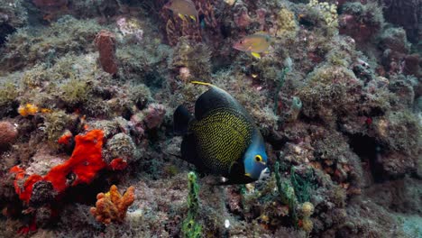 Ein-Französischer-Kaiserfisch,-Der-Bei-Einem-Schönen-Tauchgang-In-Der-Nähe-Des-Riffs-Schwimmt