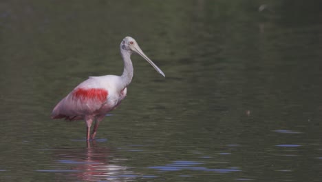 Roseate-Spoonbill-takeoff-from-shallow-water-in-Florida-wetland