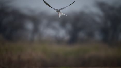 The-River-Tern-Diving-in-water-for-hunting