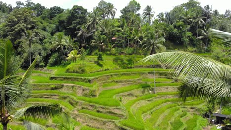 Tegallalang-rice-terraces-on-the-island-of-Bali,-Indonesia,-as-the-drone-flies-between-two-palm-trees,-offering-a-unique-and-immersive-perspective