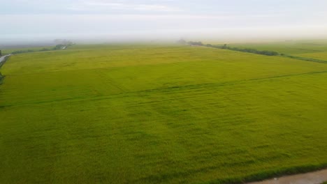 Campo-De-Arroz-Verde-Con-Niebla-Vista-Desde-Arriba,-Hermoso-Campo-Verde-Con-Nubes-Y-Día-Gris