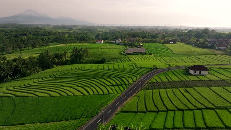 Person-jogs-on-road-through-verdant-rice-paddies-with-abstract-textures,-aerial