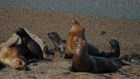 Sea-Lions-And-Pups-Resting-Near-The-Seashore-Where-Killer-Whale-Hunts-At-Peninsula-Valdes,-Patagonia,-Argentina