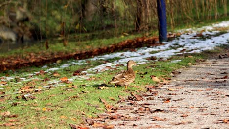 A-duck-is-walking-on-a-path-in-the-woods