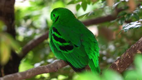 Green-broadbill-perched-on-tree-branch-with-vibrant-plumage-blending-seamlessly-with-lush-greenery,-close-up-shot-of-a-near-threatened-bird-species-in-Southeast-Asia