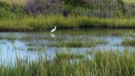 Great-Egret-At-Blackwater-National-Wildlife-Refuge-in-Cambridge,-Maryland
