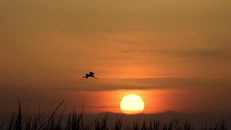 Bemalter-Storch-Fliegt-Im-Sonnenaufgang