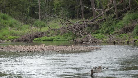 Erosion-Durch-Regen-Und-Überschwemmungen-Entlang-Des-Coomera-River-In-Oxenford,-Gold-Coast,-Australien