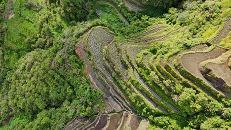 Top-down-drone-footage-of-green-rice-terraces-in-north-Philippines