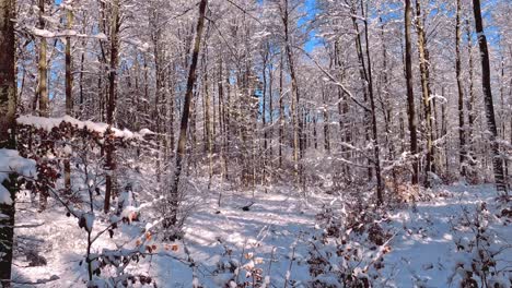 Toma-Panorámica-Del-Bosque-Nevado-De-Europa-Central,-Polonia,-Kartuzy