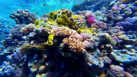 Unterwasseraufnahmen-Von-Korallenriffen,-Meeresschönheiten,-Farbenfrohen-Felsformationen,-Unverschmutztem,-Klarem-Wasser