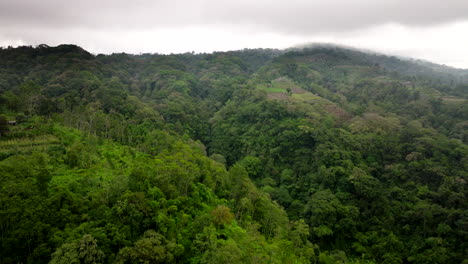 Weinreben-Und-Vegetation-Kaskadieren-Aus-Zweigen-Des-Balinesischen-Dschungels