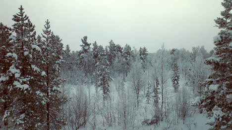 Aerial-flying-forward-over-snow-covered-woods-in-countryside-Lapland