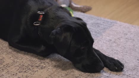 Aufnahme-Eines-Schwarzen-Labradors,-Der-Versucht,-Auf-Einem-Teppich,-Umgeben-Von-Spielzeug,-Einzuschlafen