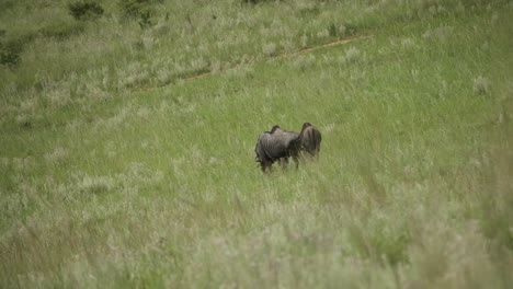 Wildebeest-eating-grass-alone-on-a-hill