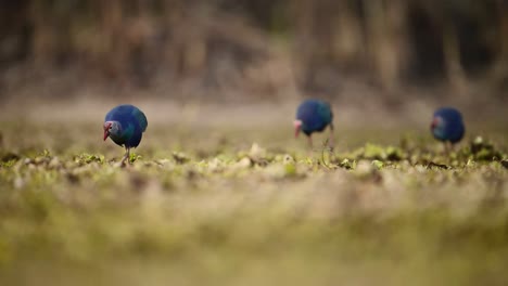 The--Grey-headed-swamphens-Feeding-in-Morning