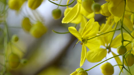 Die-Goldene-Dusche-Blume-Indischer-Goldregen-Pflanze-