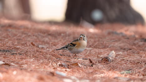 Brambling-bird--pecking-pine-nuts-on-the-ground