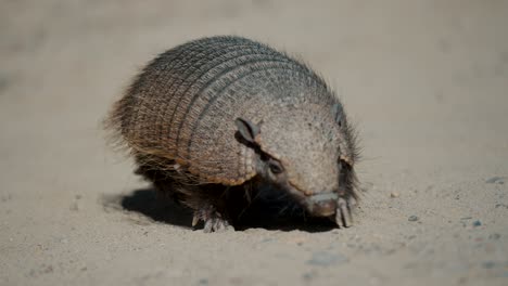 Armadillo-Pigmeo-Solitario-Forrajeando-En-La-Arena-En-La-Península-De-Valdés,-Provincia-De-Chubut,-Argentina