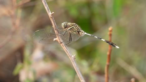 Dragonfly-relaxing-on-stick-