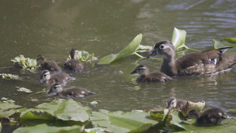 Baby-Wood-ducklings-swimming-amongst-lily-pads-with-mother-in-Florida