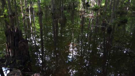 Wide-shot-of-summer-wetlands-mirrored-in-still-water