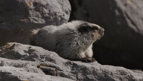 A-hoary-marmot-perched-atop-a-large-rock-in-a-natural-setting,-showcasing-its-behavior-and-surroundings
