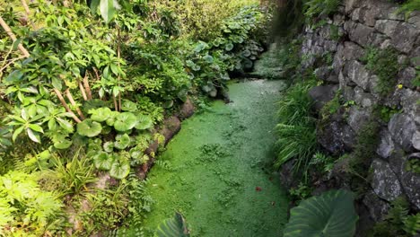 Slow-motion-shot-of-water-lily-creek-in-Lush-Madeira-Island