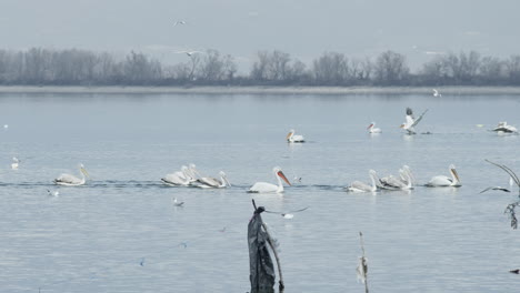 Pelícanos-Dálmatas-Y-Grandes-Blancos-Nadan-En-Cámara-Lenta-En-El-Lago-Kerkini