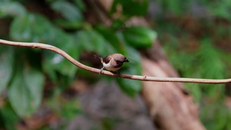 Blick-Um,-Während-Man-Auf-Einer-Rebe-In-Einem-Windigen-Wald-Thront,-Schuppenbrust-Munia-Oder-Gefleckte-Munia-Lonchura-Punctulata,-Thailand