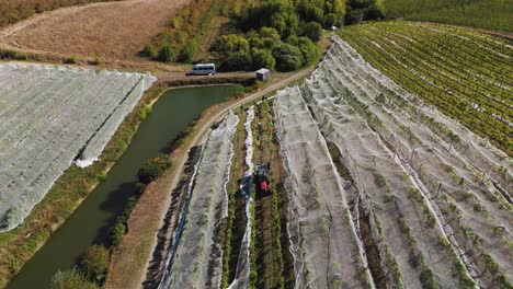 Recolectando-Uvas-En-Viñedos-De-La-Región-De-Nelson-Y-Tasman-Durante-La-Temporada-De-Cosecha.