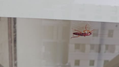 Vertical-Footage:-A-cockroach-climbs-on-glass-in-a-residential-area-during-the-daytime
