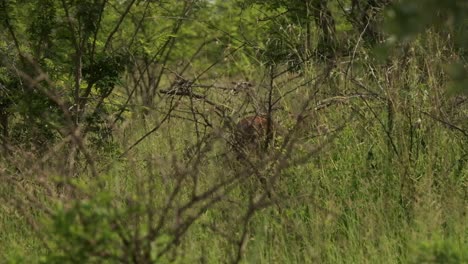 Toro-Impala-Escondido-Detrás-De-Un-árbol