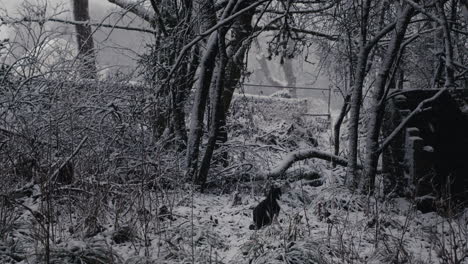 Entfernte-Katze-Im-Verschneiten-Wald-An-Einem-Kalten-Wintertag