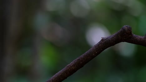 Mit-Großem-Insekt-Im-Maul,-Das-Sich-Umschaut-Und-Dann-Nach-Hinten-Wegfliegt,-Silberbrustbreitrachen-Serilophus-Lunatus,-Thailand