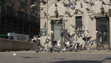 Person-Tossing-Food-to-Group-of-Pigeons
