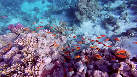 Bunte-Orange-Kleine-Fische-Schönes-Korallenriff-Tauchen-Rotes-Meer-Ägypten