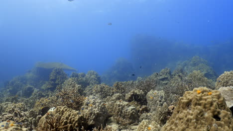 Una-Inmersión-Directa-En-Koh-Tao,-Que-Muestra-Una-Gran-Cantidad-De-Corales-Duros-Y-Blandos,-Además-De-Una-Variedad-De-Peces