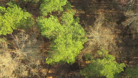 Eine-Luftaufnahme-Eines-Waldgebiets-Verdeutlicht-Den-Kontrast-Zwischen-Dem-üppigen,-Grünen-Laub-Einiger-Bäume-Und-Den-Trockenen,-Kahlen-Ästen-Anderer-Bäume-Und-Unterstreicht-Den-Kreislauf-Des-Lebens-Innerhalb-Eines-Waldökosystems.