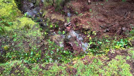 Dolly-Al-Lado-Del-Arroyo-En-El-Bosque-De-Laurisilva,-Isla-De-Madeira