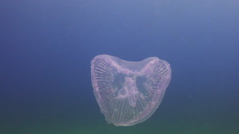 Medusas-Junto-Al-Arrecife-De-Coral-Del-Mar-Rojo-De-Egipto-Filmadas-En-4k