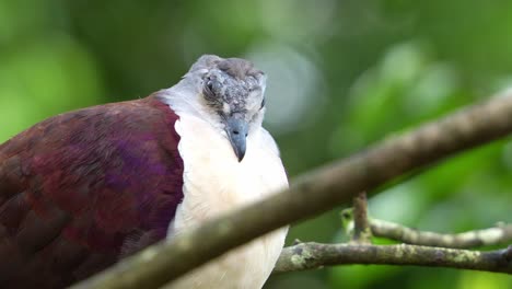 Close-up-shot-of-a-male-Santa-Cruz-Ground-Dove,-pampusana-sanctaecrucis-with-puff-up-feathers,-resting-on-tree-branch-against-green-foliage-bokeh-background