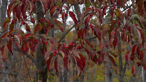 Blätter-Und-Beeren-Des-Roten-Hartriegels-Wiegen-Sich-Im-Zeitlupentempo-Des-Herbstwinds