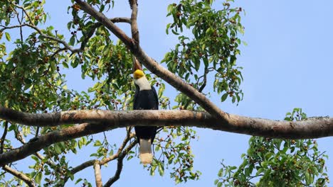 Male-seen-reaching-out-for-fruits-to-eat-and-then-hops-up-a-branch,-Wreathed-Hornbill-Rhyticeros-undulatus-Male,-Thailand