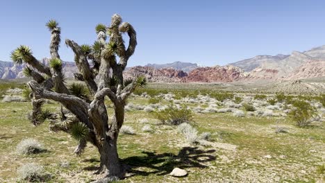 Un-Hermoso-árbol-De-Yuca-Rodeado-De-Plantas-Del-Desierto