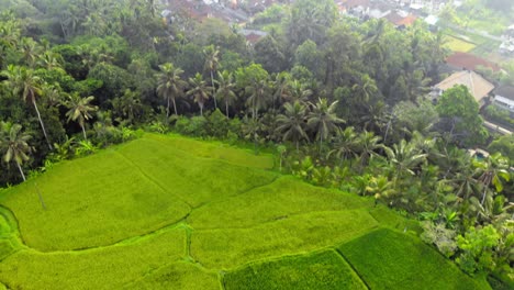 Vista-Aérea-De-Campos-De-Arroz-Verdes-Y-Exuberante-Vegetación-En-Bali,-Indonesia